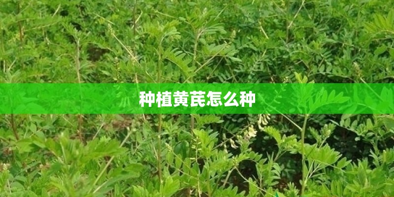 种植黄芪怎么种