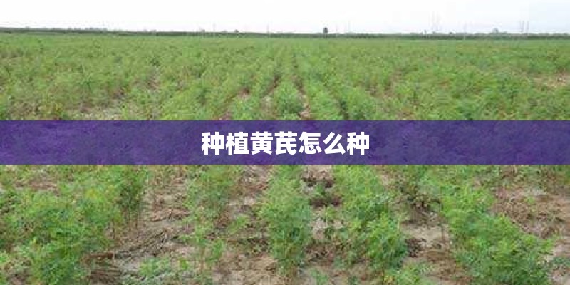 种植黄芪怎么种