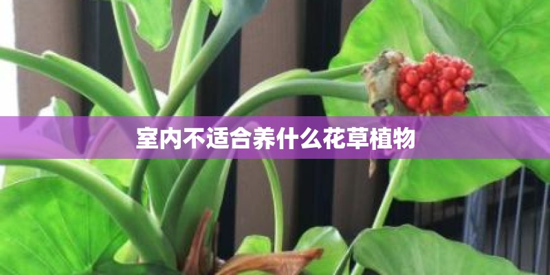 室内不适合养什么花草植物