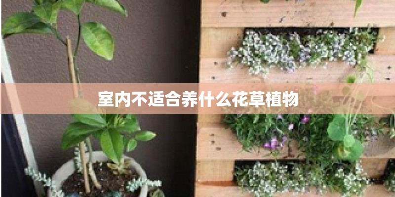 室内不适合养什么花草植物