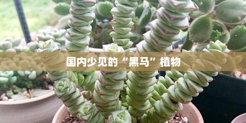 国内少见的“黑马”植物