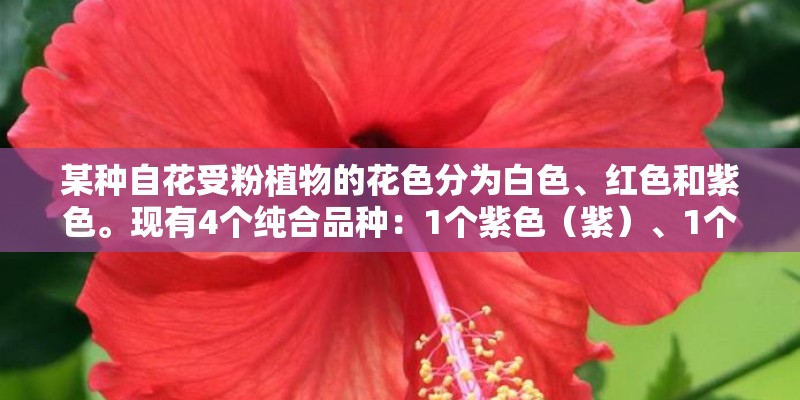 某种自花受粉植物的花色分为白色、红色和紫色。现有4个纯合品种：1个紫色（紫）、1个……