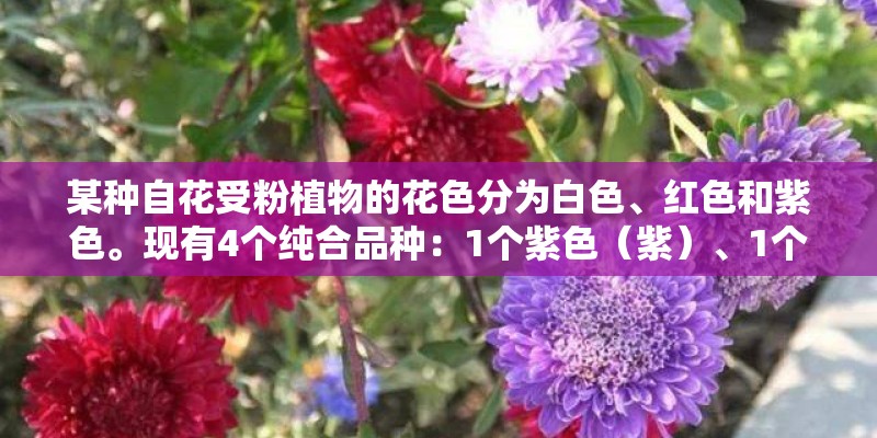 某种自花受粉植物的花色分为白色、红色和紫色。现有4个纯合品种：1个紫色（紫）、1个……