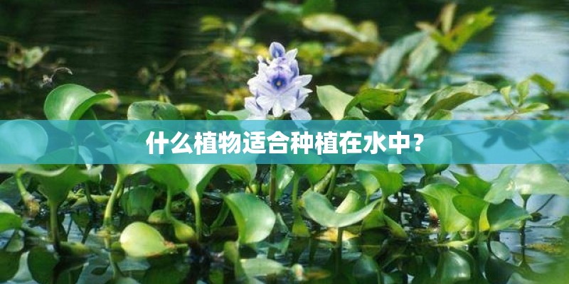 什么植物适合种植在水中？