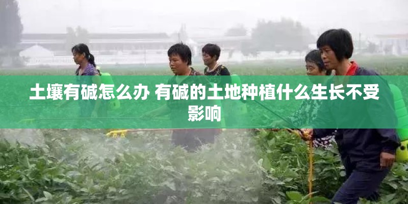 土壤有碱怎么办 有碱的土地种植什么生长不受影响