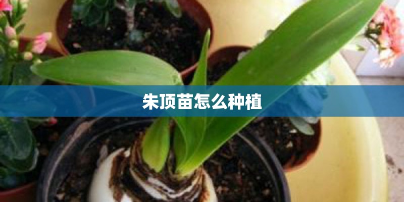 朱顶苗怎么种植