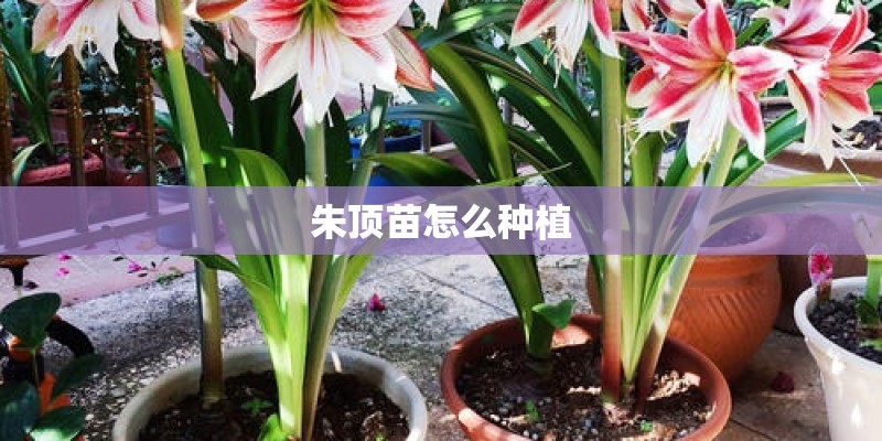 朱顶苗怎么种植