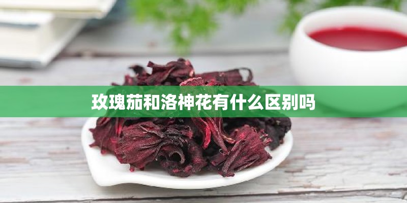 玫瑰茄和洛神花有什么区别吗