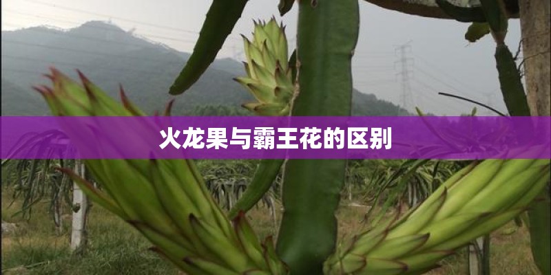 火龙果与霸王花的区别