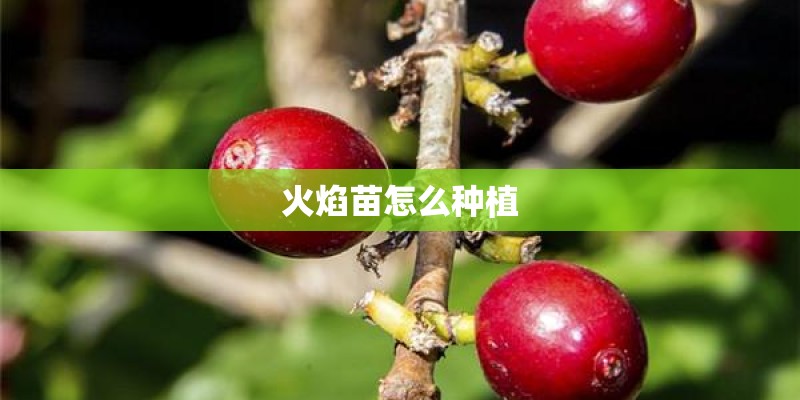 火焰苗怎么种植