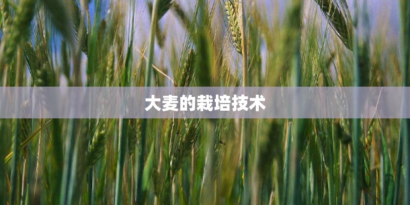 大麦的栽培技术