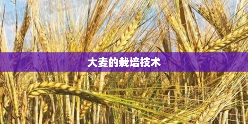 大麦的栽培技术