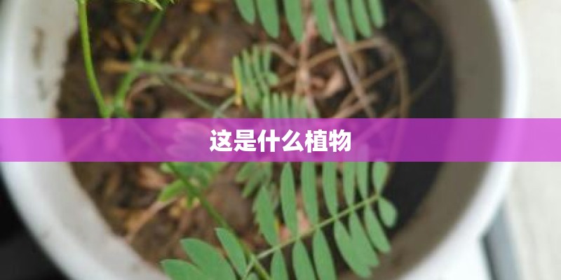 这是什么植物