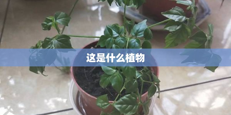 这是什么植物