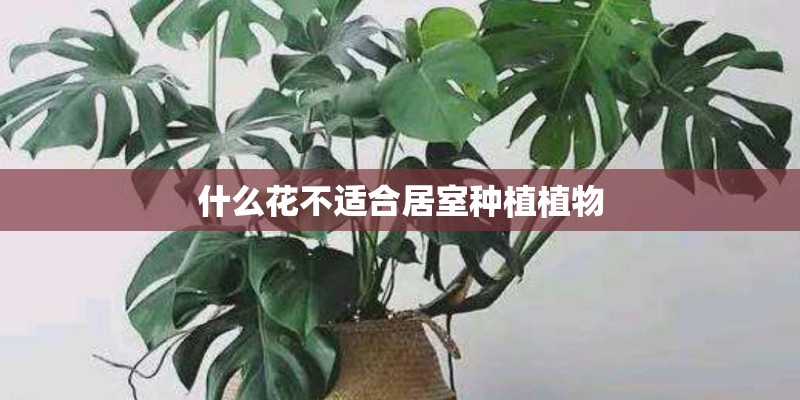 什么花不适合居室种植植物
