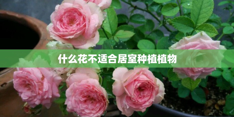 什么花不适合居室种植植物