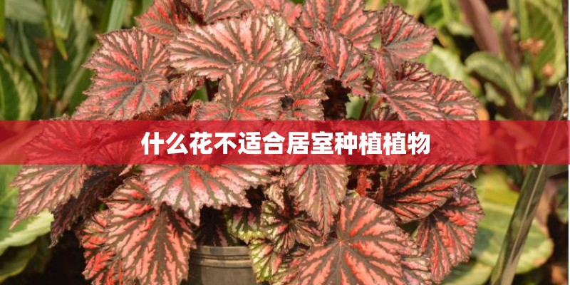 什么花不适合居室种植植物