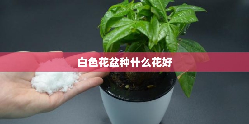 白色花盆种什么花好