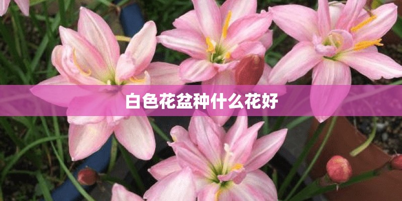 白色花盆种什么花好