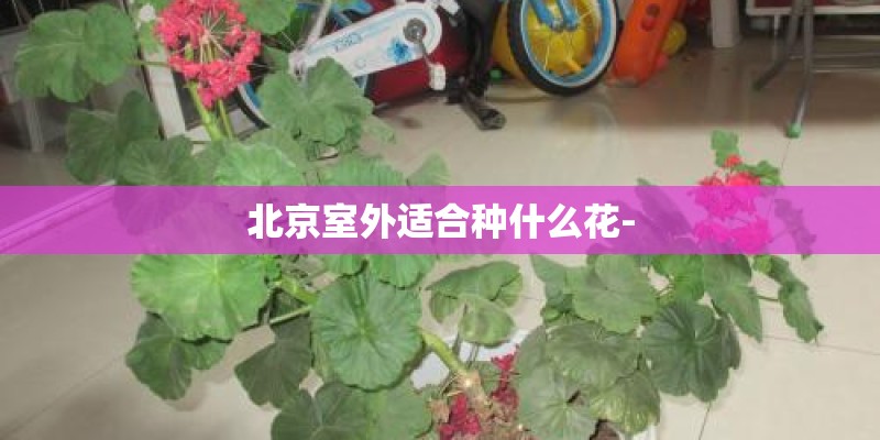 北京室外适合种什么花-