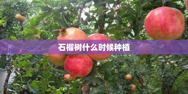 石榴树什么时候种植