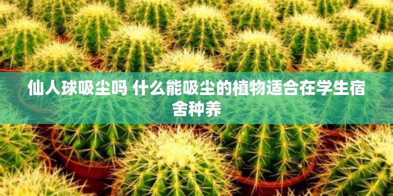 仙人球吸尘吗 什么能吸尘的植物适合在学生宿舍种养
