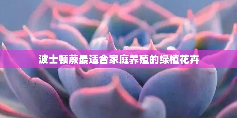 波士顿蕨最适合家庭养殖的绿植花卉