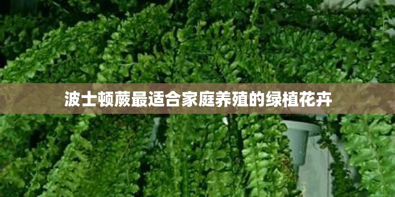 波士顿蕨最适合家庭养殖的绿植花卉