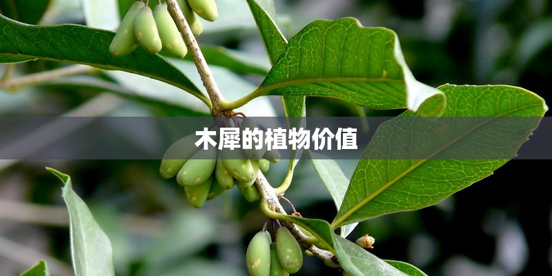 木犀的植物价值