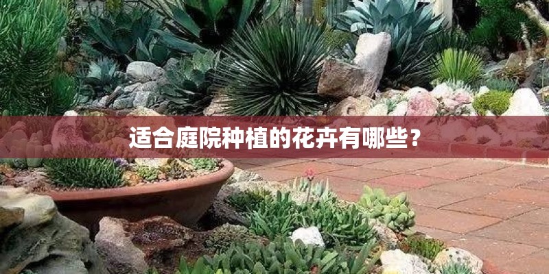 适合庭院种植的花卉有哪些？