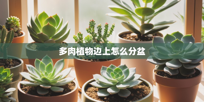 多肉植物边上怎么分盆