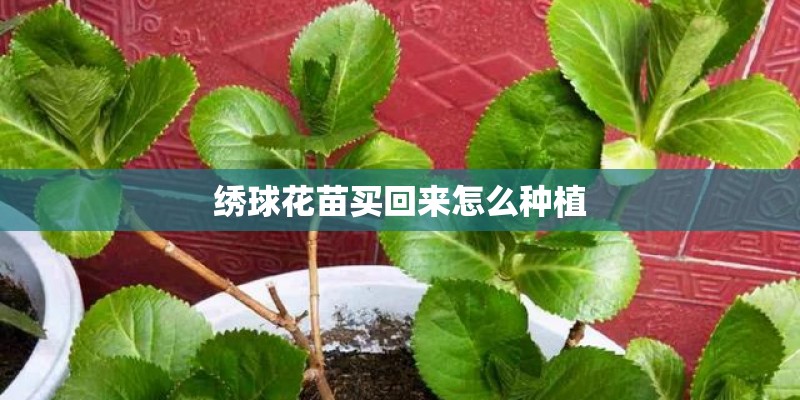 绣球花苗买回来怎么种植