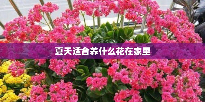 夏天适合养什么花在家里