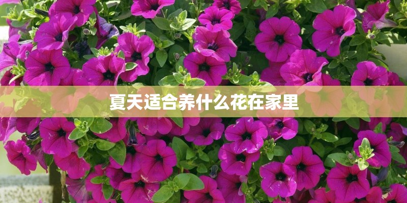 夏天适合养什么花在家里