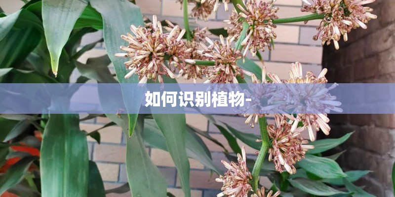 如何识别植物-