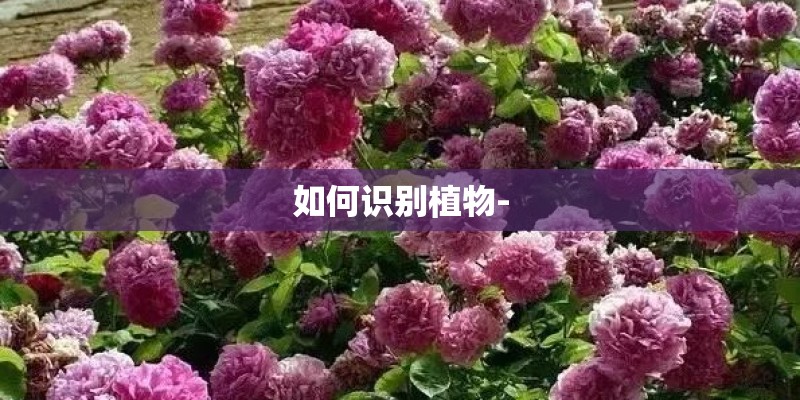 如何识别植物-