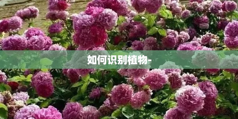 如何识别植物-