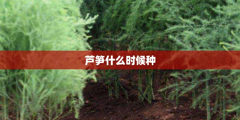 芦笋什么时候种