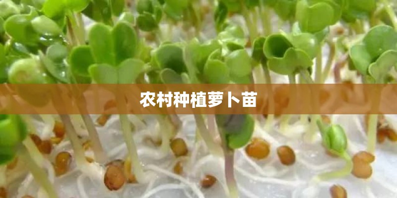 农村种植萝卜苗