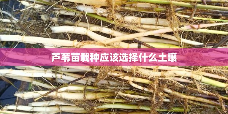 芦苇苗栽种应该选择什么土壤