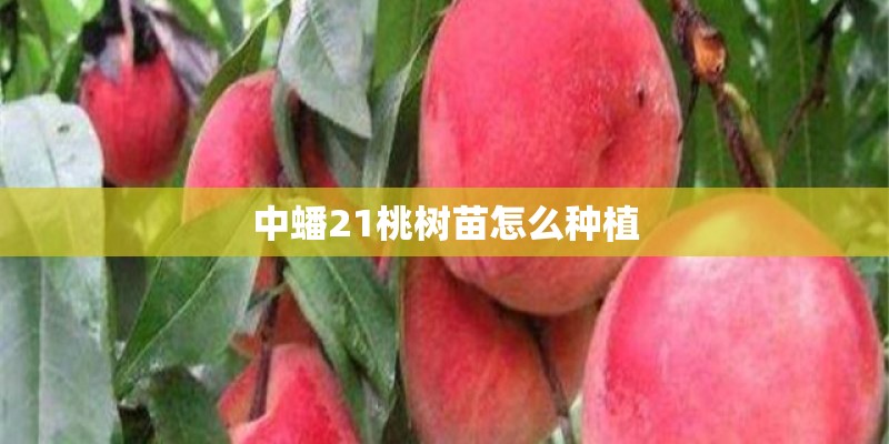 中蟠21桃树苗怎么种植