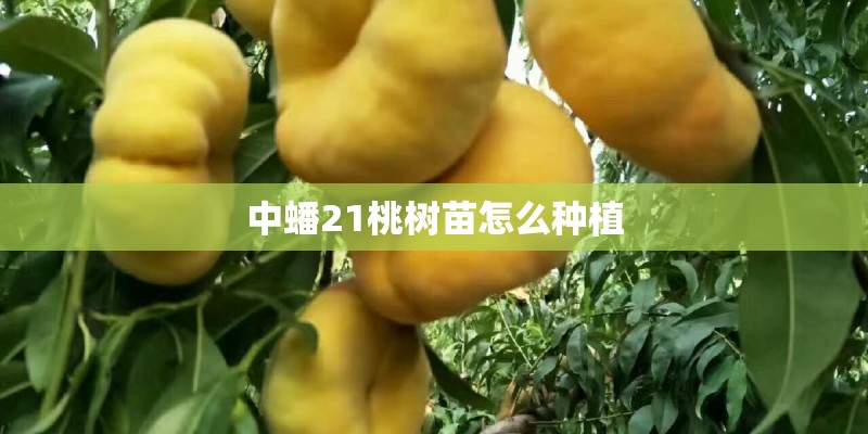 中蟠21桃树苗怎么种植