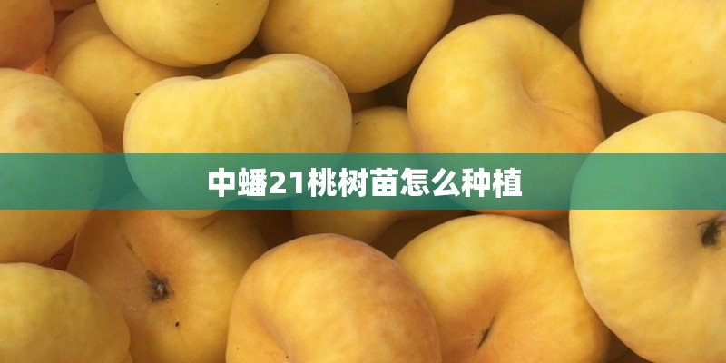 中蟠21桃树苗怎么种植