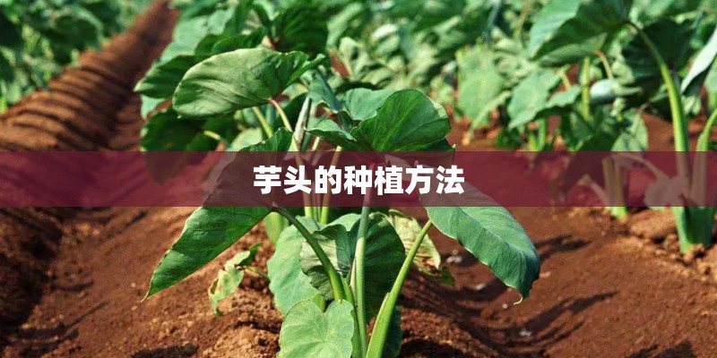 芋头的种植方法