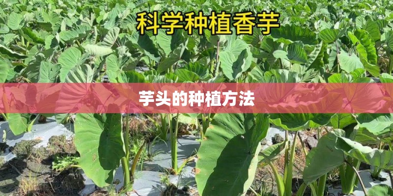 芋头的种植方法
