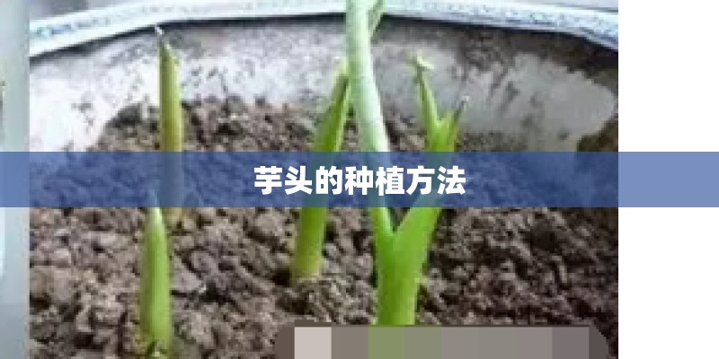 芋头的种植方法