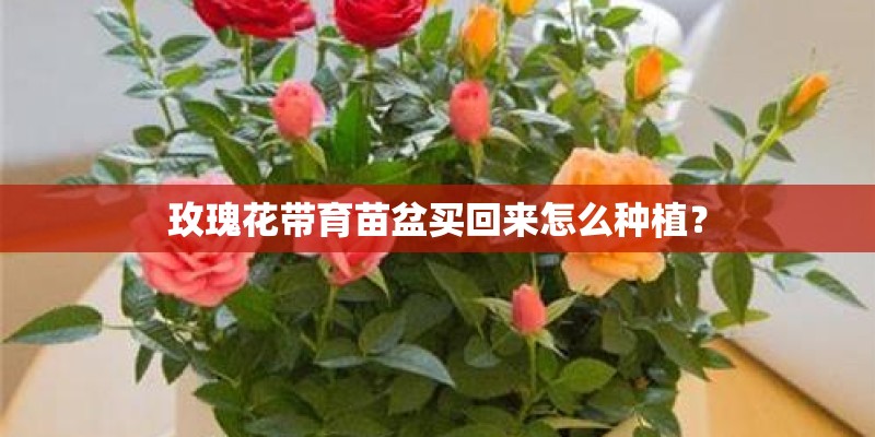 玫瑰花带育苗盆买回来怎么种植？