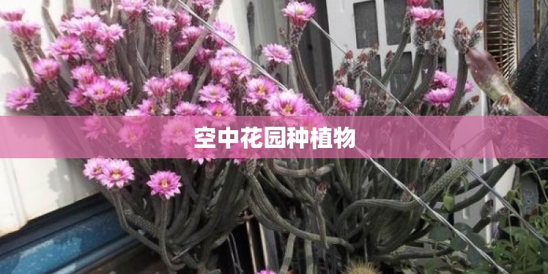 空中花园种植物