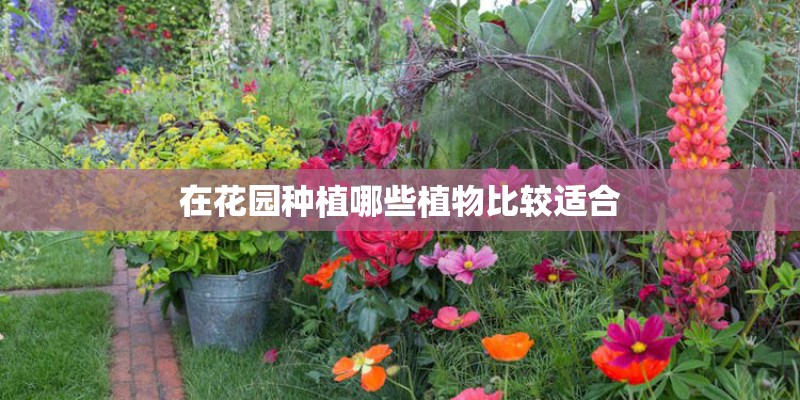 在花园种植哪些植物比较适合