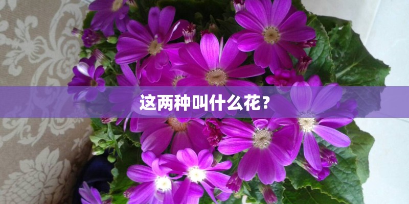 这两种叫什么花？